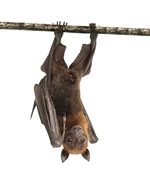Lyle Flying Fox Hanging Branch Pteropus Lylei — Stock Photo, Image