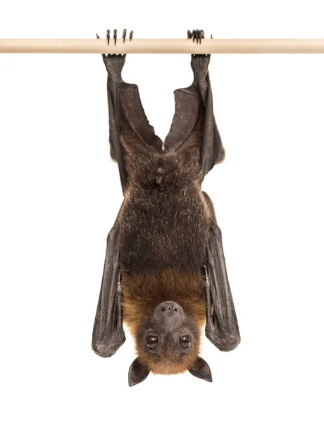 Zorro Volador Lyle Colgando Una Rama Pteropus Lylei Aislado — Foto de Stock