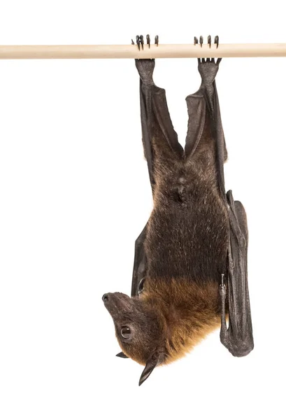 Raposa Voadora Lyle Pendurada Num Galho Pteropus Lylei Isolada — Fotografia de Stock