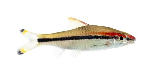 Side Vie Denison Barb Fisk Sahyadria Denisonii Isolerad Vit — Stockfoto