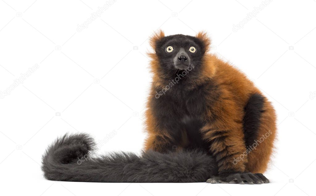 red ruffed lemur sitting and looking up, isolated on whit