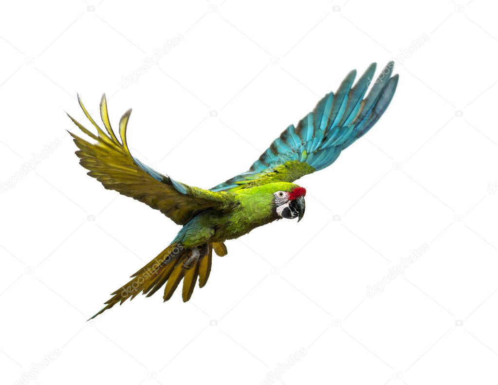 Military macaw, Ara militaris, flying, isolated on white