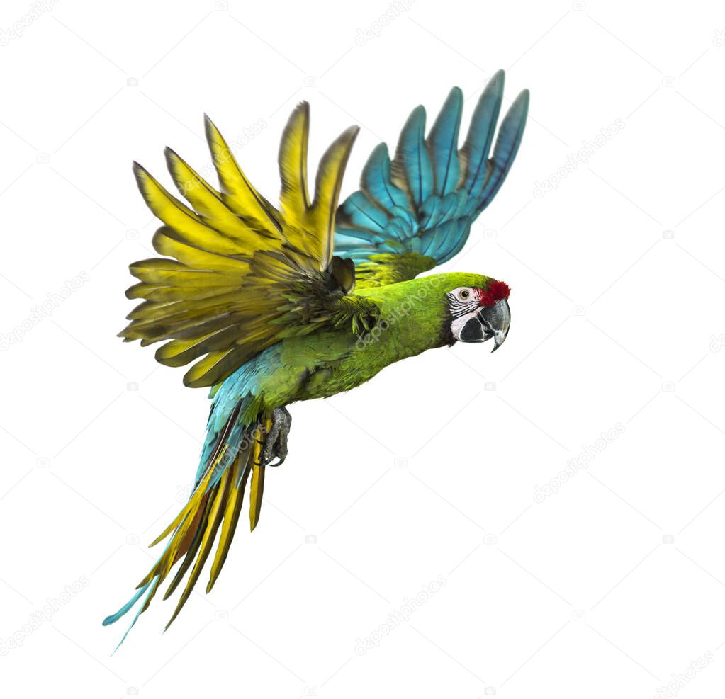 Military macaw, Ara militaris, flying, isolated on white