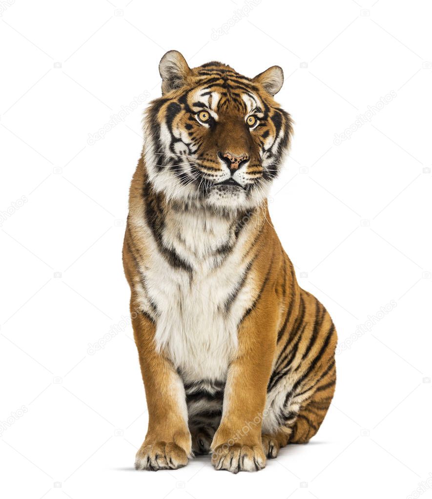 Tiger sitting in front of a white background, big cat