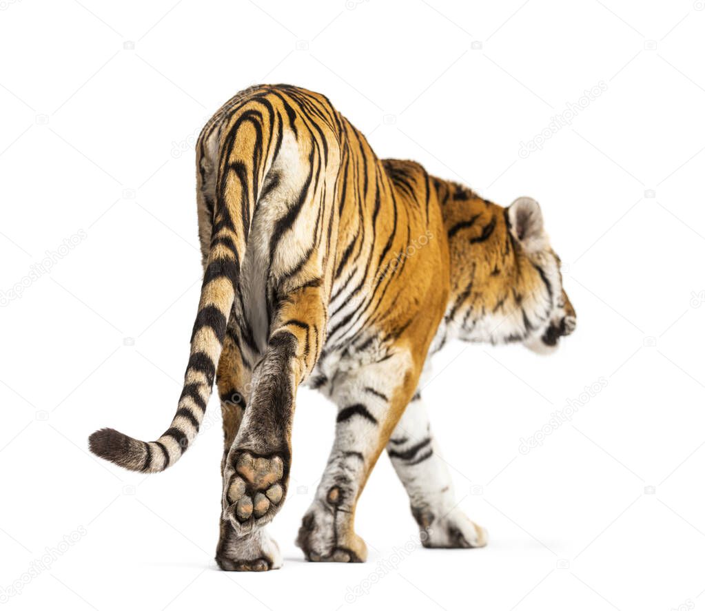 Back view of a tiger walking ok going away, big cat, isolated on white
