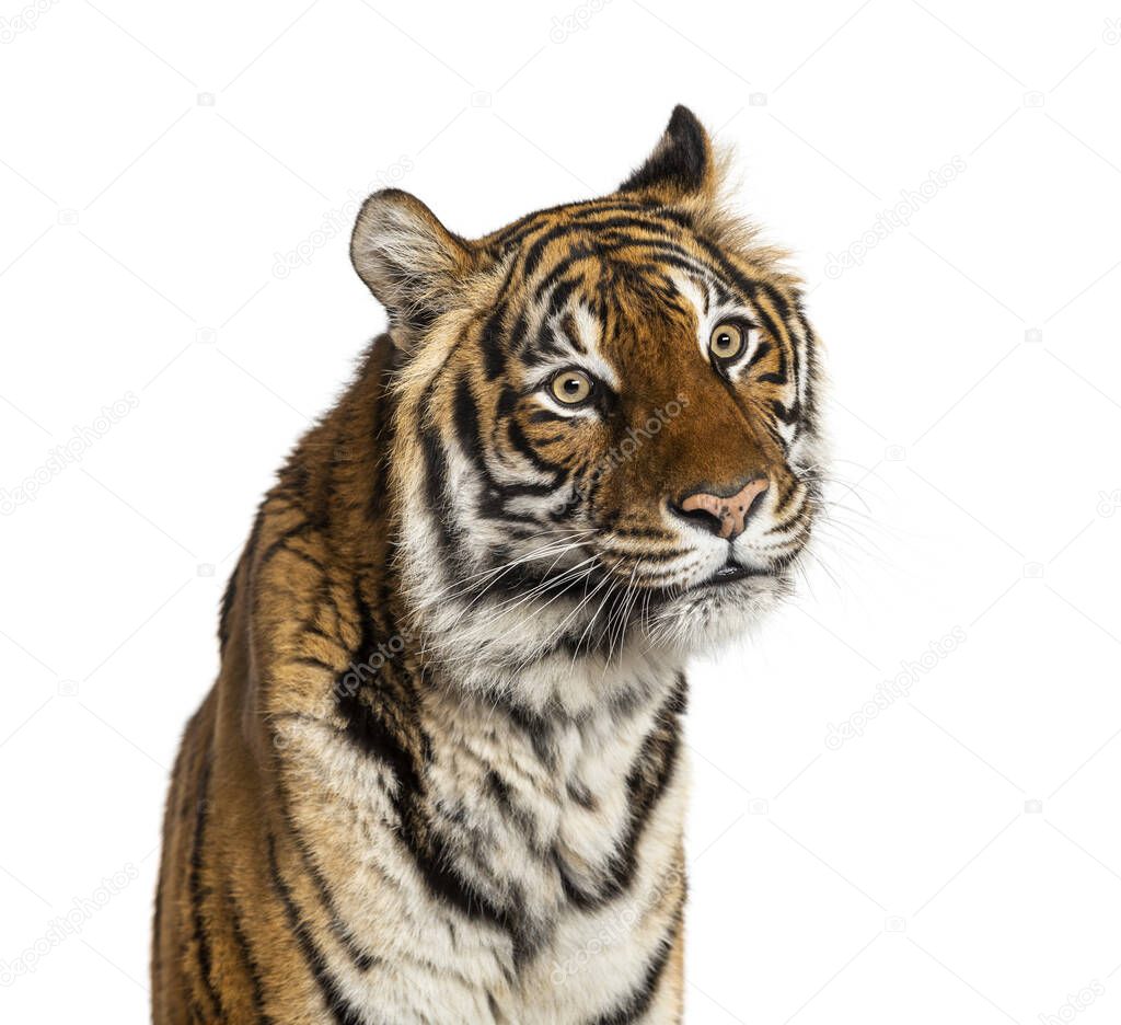 Close-up on a male tiger's head, big cat, isolated on white