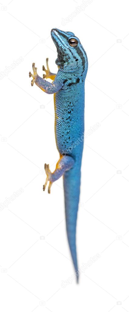 Electric blue gecko, Lygodactylus williamsi, isolated