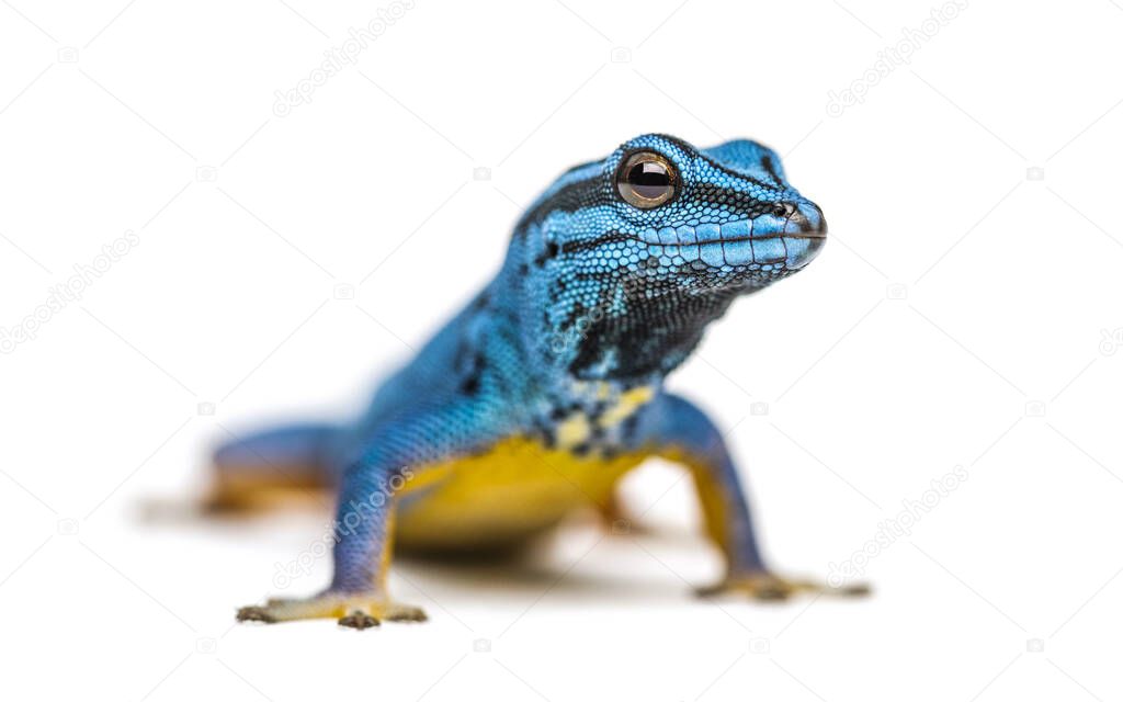 Electric blue gecko looking at the camera, Lygodactylus williamsi, isolated