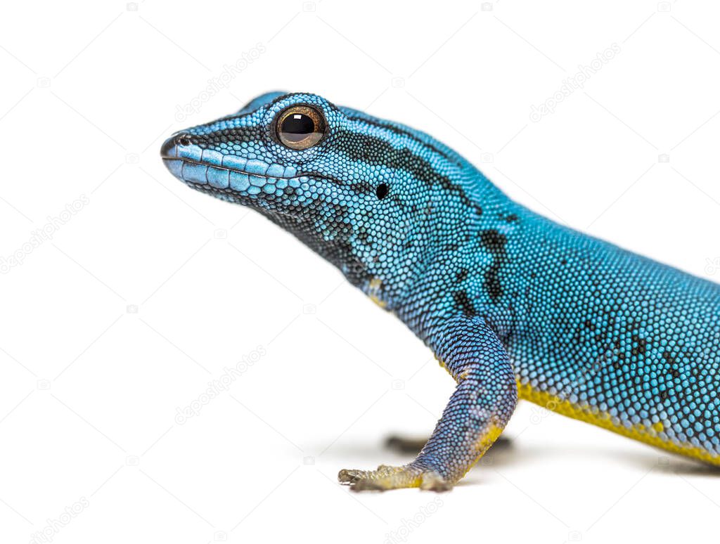 Electric blue gecko looking at the camera, Lygodactylus williamsi, isolated