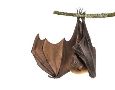 Lyle 'ın uçan tilkisi bir dala asılı, Pteropus Lylei, izole edilmiş.