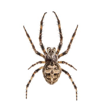 Diadem spider on its web, Araneus diadematus, isolated clipart