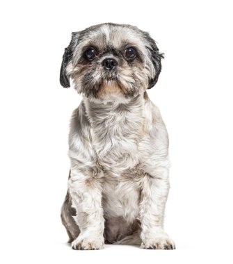 Shih tzu oturmuş, üzerinde beyaz izole