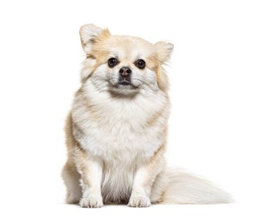 Oturuyor ve Pomeranya 'ya bakıyor, bembeyaz.
