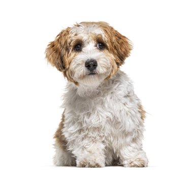 Yavru Havan köpeği oturuyor, 5 aylık, beyaz tenli.