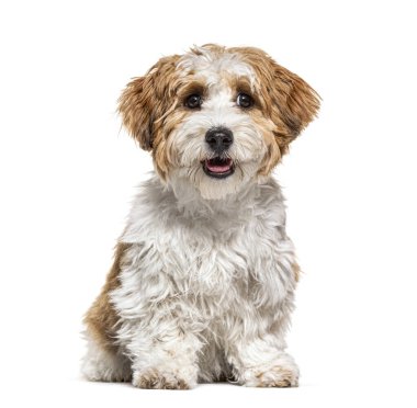 Oturan Yavru Havan köpeği, 5 aylık, beyaz tenli.