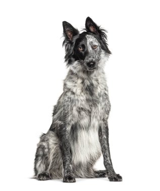 Siyah ve beyaz melez köpek, Border Collie ve Malinois köpeği