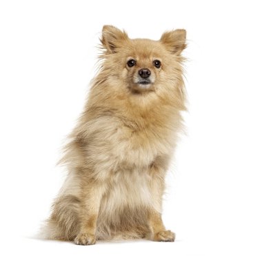 Oturan Pomeranya 'lı, beyaz tenli