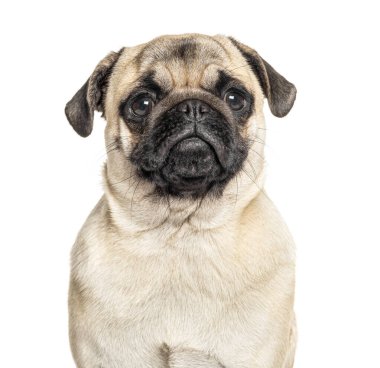 Bir Pug 'ın portresi, beyaz üzerine izole edilmiş, beyaz üzerine izole edilmiş.