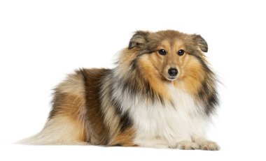Uzanmış Shetland Çoban Köpeği bembeyaz yatıyordu.