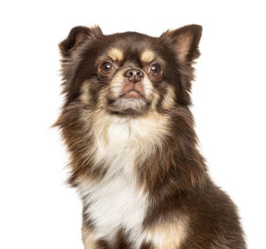 Beyazlar içinde soyutlanmış gururlu bir Chihuahua 'nın fotoğrafı.