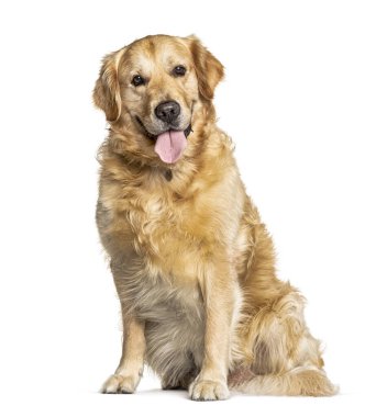 Soluyan Golden Retriever köpeği Beyazların önünde oturuyor