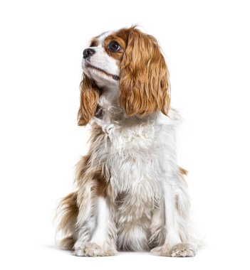 Şövalye Kral Charles Spaniel yukarı bakıyor.