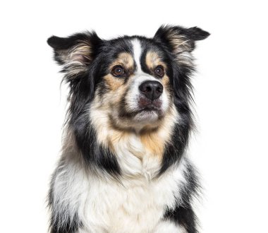 Bir Border Collie 'nin portresi, beyaz üzerine izole edilmiş.
