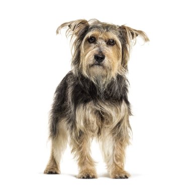 Melez köpek, Yorkshire ve Griffon, beyaz üzerine izole edilmiş.