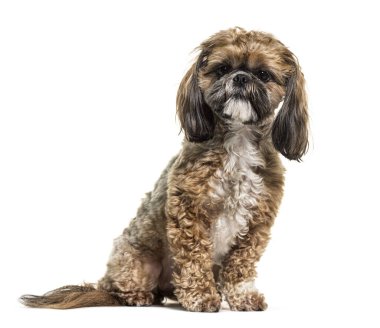 Oturan Shih Tzu köpeği, bembeyaz.