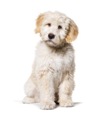 Oturan Yavru Köpek Barbado da Terceira, beyaz üzerine izole edilmiş.