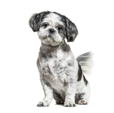 Oturan siyah beyaz Shih Tzu köpeği, beyaz üzerine izole edilmiş.