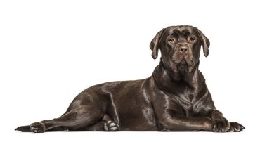 Çikolata Labrador 'un beyaz üzerine izole edilmiş uzanmış görüntüsü