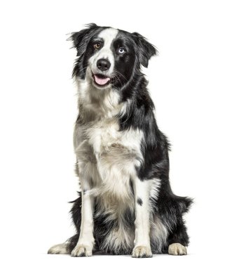 Soluk soluğa siyah-beyaz Border Collie, balık gözü, soyutlanmış