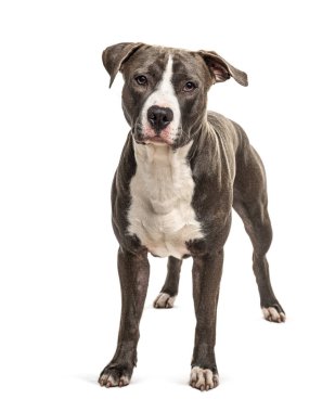 Ayakta duran American Staffordshire, beyazlar içinde soyutlanmış.