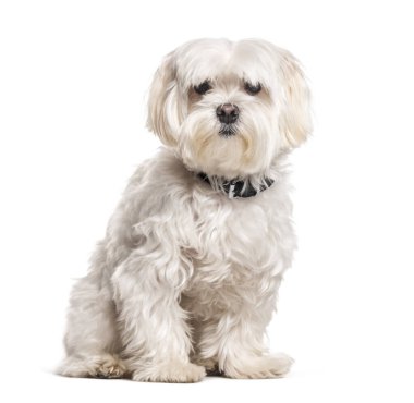 Coton de Tulear tasma takıyor, beyaz üzerine izole edilmiş.