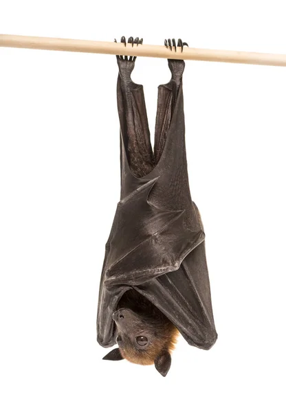 Zorro Volador Lyle Colgando Una Rama Pteropus Lylei Aislado — Foto de Stock