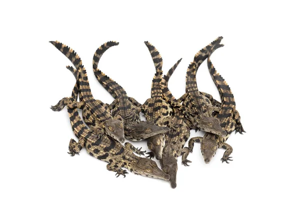 Grupo Crocodilos Jovens Focinho Delgado África Ocidental Mecistops Cataphractus Isolados — Fotografia de Stock