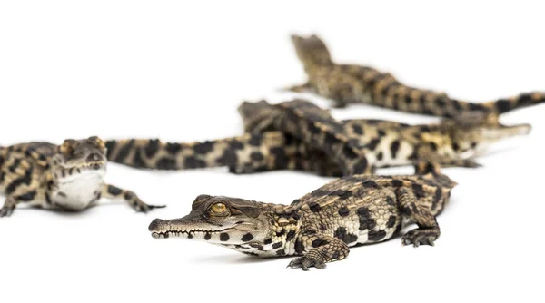 Grupo Cocodrilo Hocico Delgado África Occidental Joven Mecistops Cataphractus Aislado —  Fotos de Stock