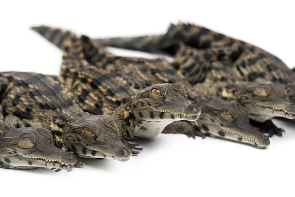 Skupina Mladých Západoafrických Štíhlých Krokodýlů Mecistops Cataphractus Izolovaných Bílém — Stock fotografie