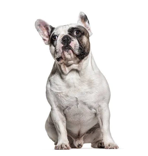 Sitting French Bulldog Looking Isolated White — Stock Photo, Image