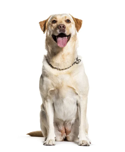 Hechelnder Labrador Isoliert Auf Weiß — Stockfoto