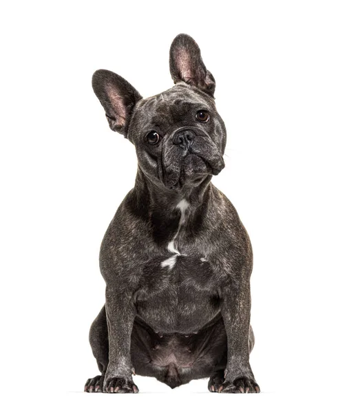 Franse Bulldog Zitten Kijken Naar Camera Geïsoleerd Wit — Stockfoto