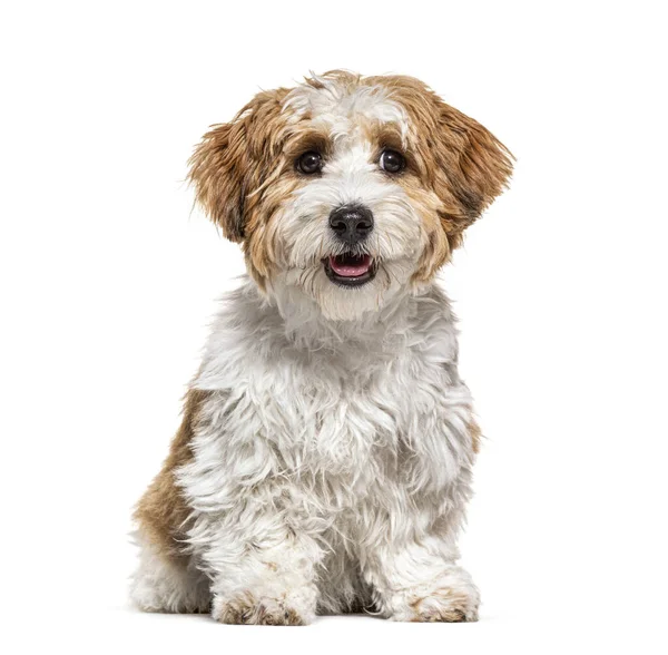 Cucciolo Seduto Cane Havanese Fisso Mesi Isolato Bianco — Foto Stock