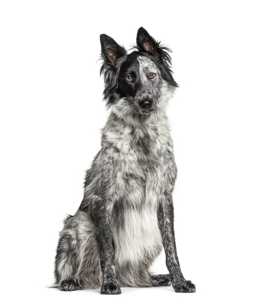 Schwarz Weißer Mischlingshund Border Collie Und Malinois Hund — Stockfoto