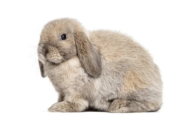 Mini Lop Rabbit Isolated White — Stock Photo, Image