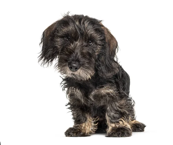 Dachshund Chien Lloking Caméra Isolé Sur Blanc — Photo