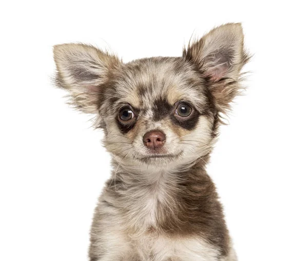 Huvudskott Chihuahua Isolerad Vit — Stockfoto