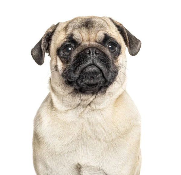 Hoofdfoto Van Een Pug Geïsoleerd Wit Geïsoleerd Wit — Stockfoto