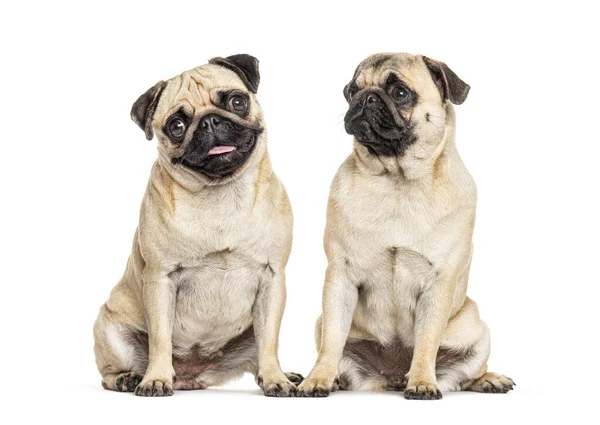 Två Mops Sitter Tillsammans Hund Isolerad Vit — Stockfoto