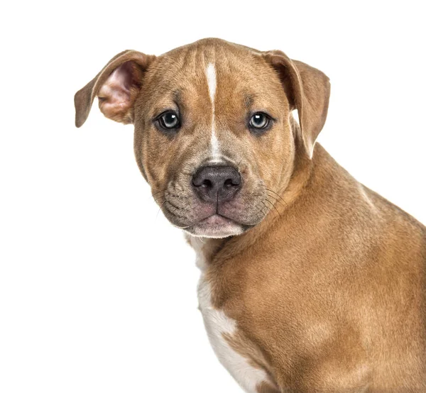 Headshot Young American Staff Isolated White — Stock Photo, Image